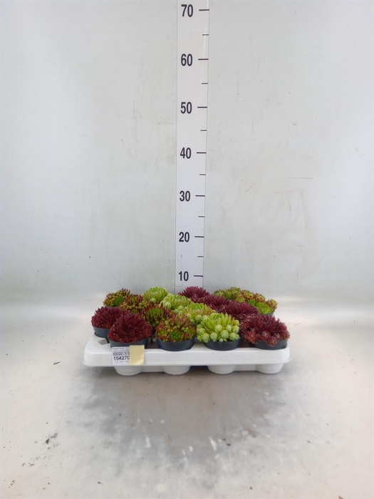 <h4>Sempervivum   ...</h4>