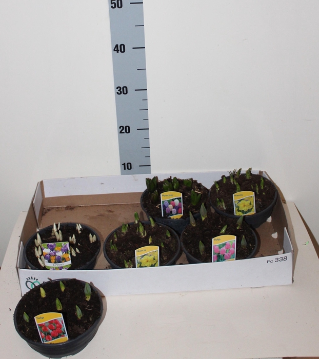 <h4>BOLBLOEMEN GEM</h4>