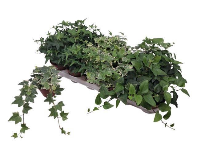 <h4>HED HE GEM 3 SRT</h4>