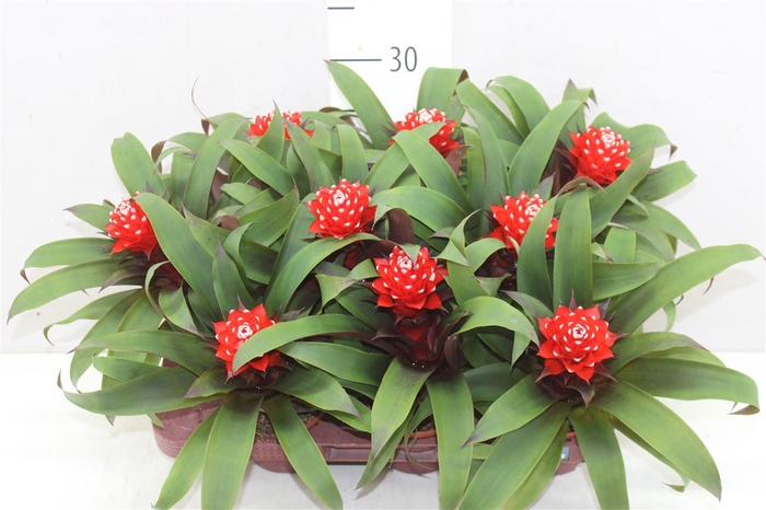 <h4>Guzmania Priscilla</h4>