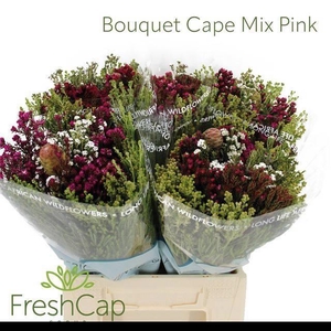 KAAPS GROE GEM IN BS