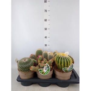 Cactus   ...mix