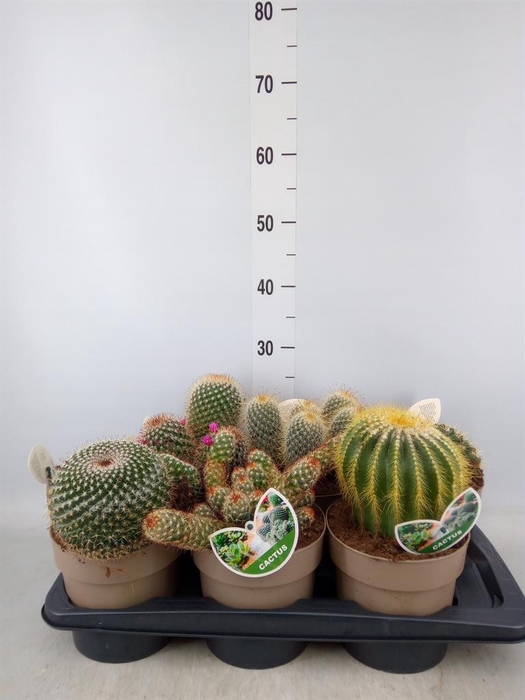 <h4>Cactus   ...mix</h4>