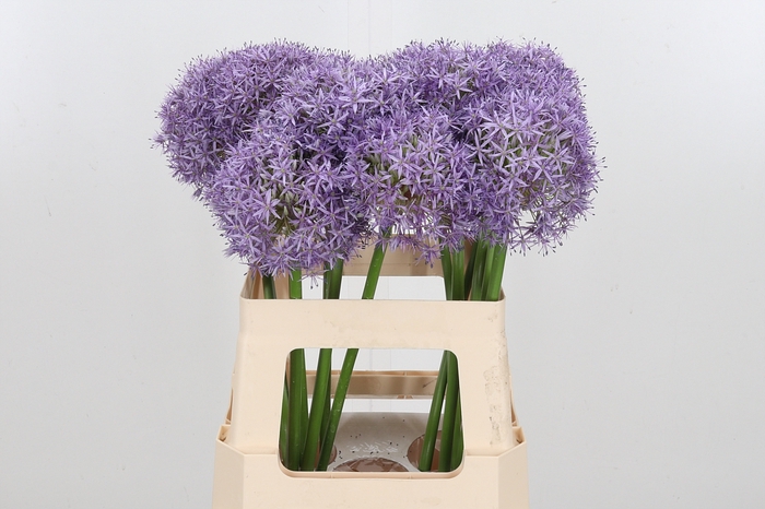 <h4>Allium Globemaster</h4>