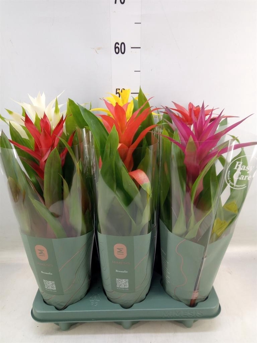 <h4>Guzmania ...mix</h4>