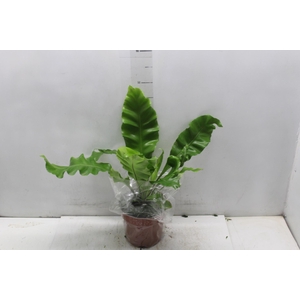 ASPLENIUM NIDUS P17