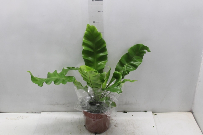<h4>ASPLENIUM NIDUS P17</h4>