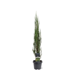 Juniperus scopulorum Blue Arrow