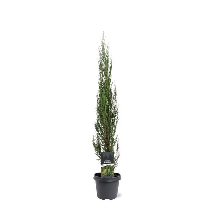 <h4>Juniperus scopulorum Blue Arrow</h4>