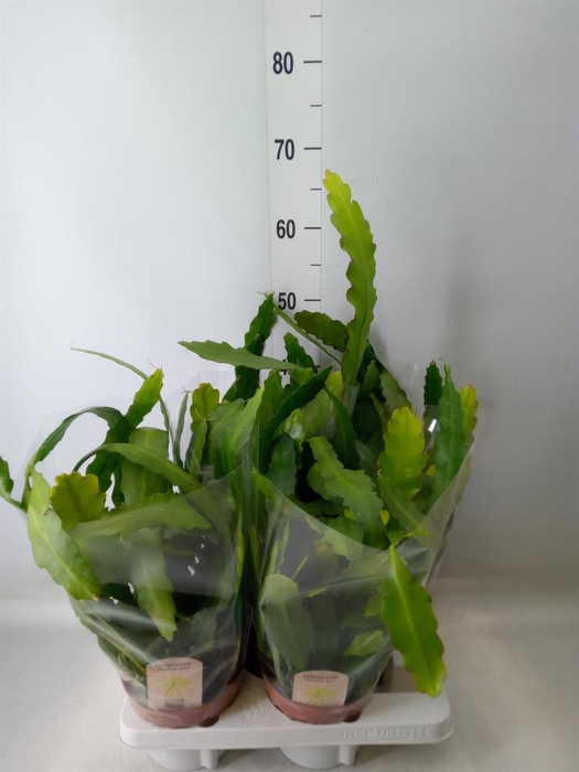 <h4>Epiphyllum   ...</h4>