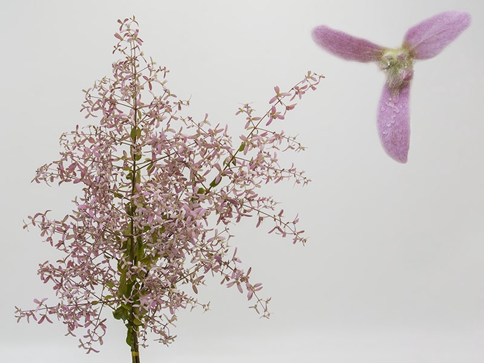 <h4>CONGEIA 060 CM</h4>