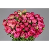 Ranunculus Elegance Hot Pink