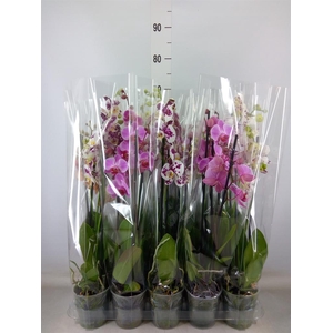 Phalaenopsis   ...mix  5