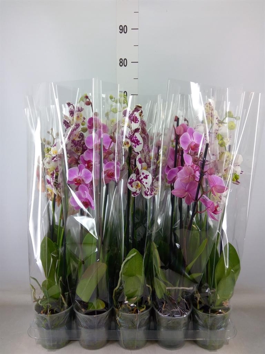 <h4>Phalaenopsis   ...mix  5</h4>