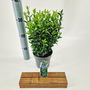 Euonymus japonicus Microphyllus