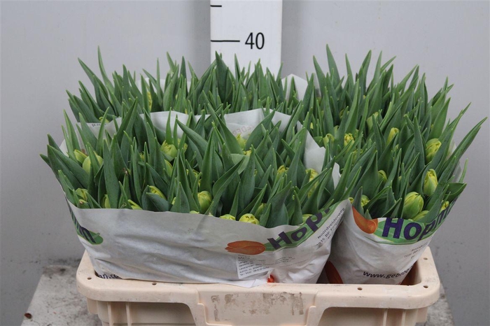 <h4>Tu Du Marie Jo</h4>