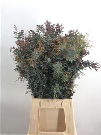 <h4>Acacia Baileyana</h4>