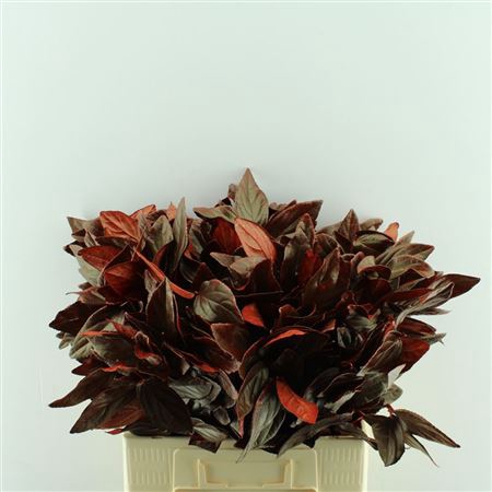 <h4>Viburnum Blad Geverfd</h4>