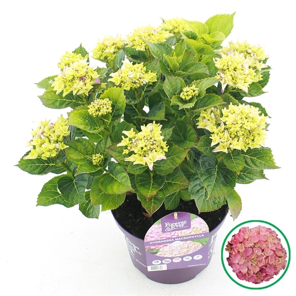 <h4>Hydrangea macr. Forever & Ever® Roze C5 (23cm.) Kn.</h4>