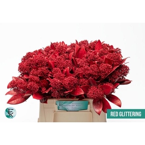 Skimmia paint red