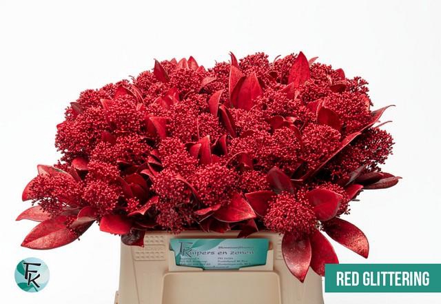 <h4>Skimmia paint red</h4>