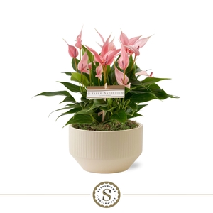 Table Anthurium Schaal Lilli in Lucca Crème