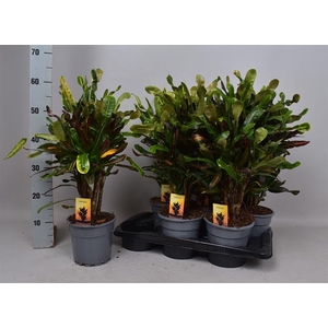 Codiaeum variegatum Mammi 17Ø 60cm 1pp