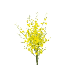 ONCIDIUM HONEY ANGEL 040 CM AMARELO