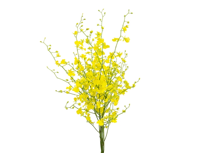 ONCIDIUM HONEY ANGEL 040 CM AMARELO