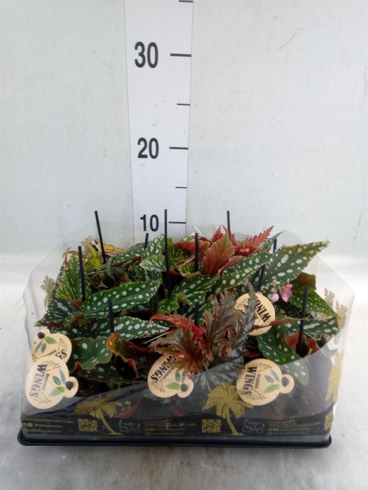 <h4>Begonia BD   ...</h4>