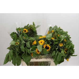 Helianthus Orange Fire