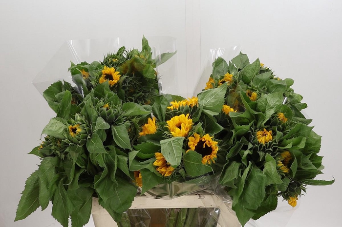 <h4>Helianthus Orange Fire</h4>