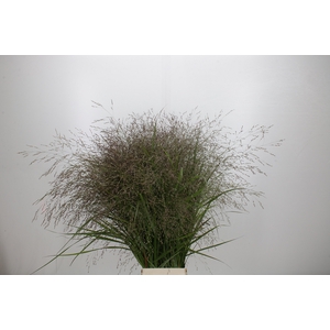 Panicum Warrior