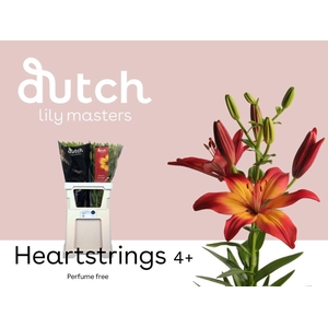 Lilium asia. 'Heartstrings' 4+