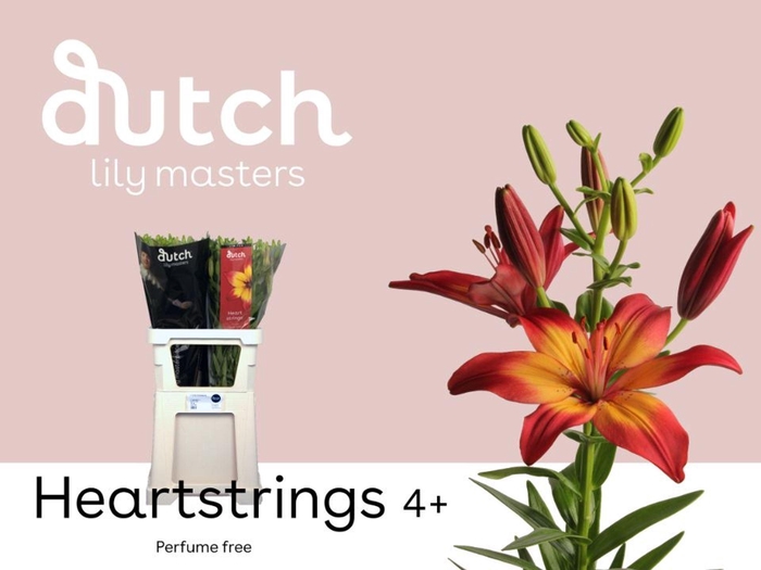 <h4>Lilium asia. 'Heartstrings' 4+</h4>