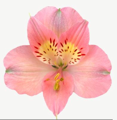 <h4>Alstr Dubai</h4>