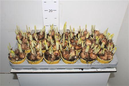 <h4>Narcis C Tete A Tete</h4>