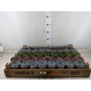 Echeveria   ...