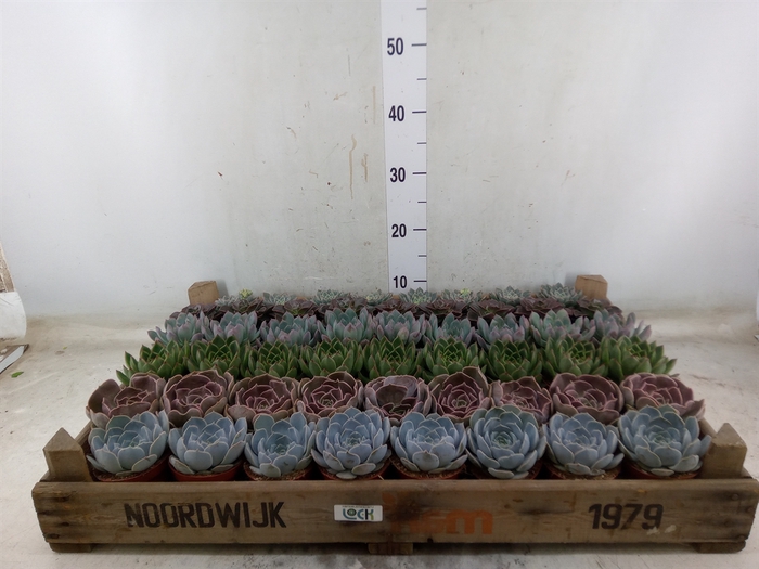 <h4>Echeveria   ...</h4>