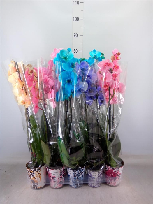 <h4>Phalaenopsis   ...</h4>