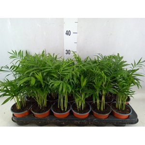 Chamaedorea elegans