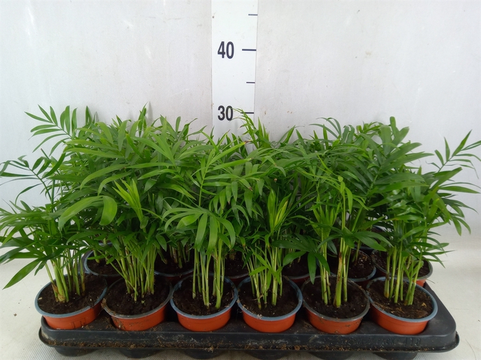 <h4>Chamaedorea elegans</h4>