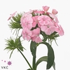 Dianthus Ba Aldo Pink