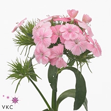 Dianthus Br Aldo Rose