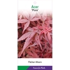 Acer palmatum Pixie