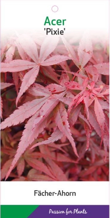Acer palmatum Pixie