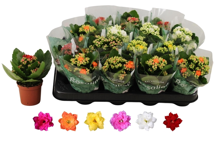 <h4>KAL GE RO GEM 6 KL</h4>