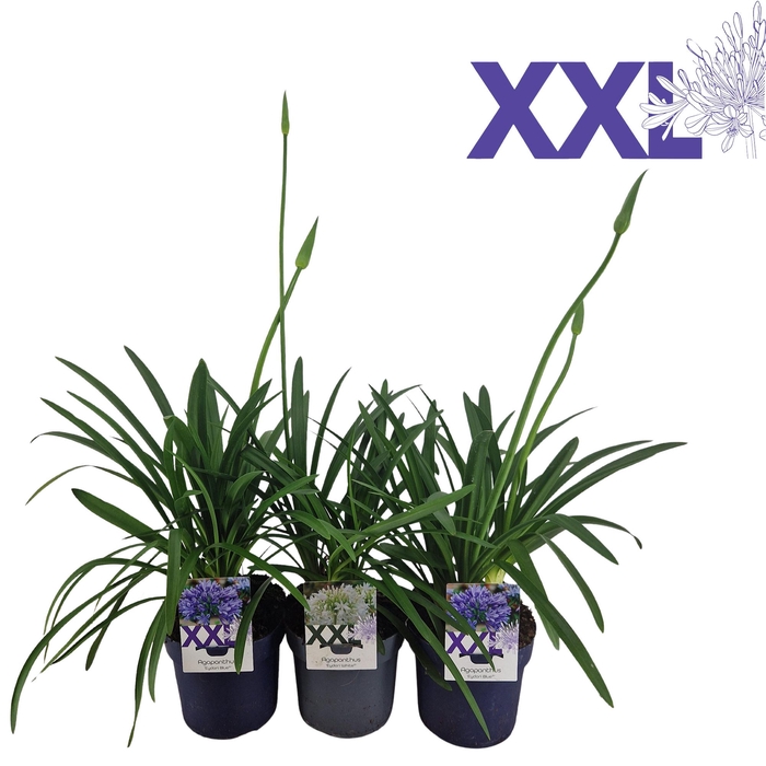 <h4>Agapanthus blauw en wit gem. in tray. doorbl knoppen boven gewas</h4>
