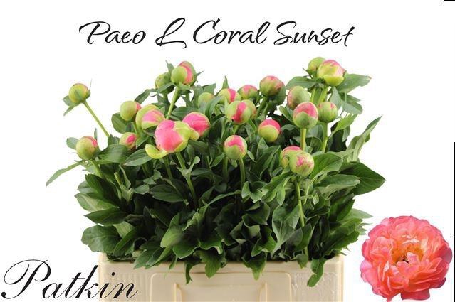 <h4>PAEO CORAL SUNSET</h4>