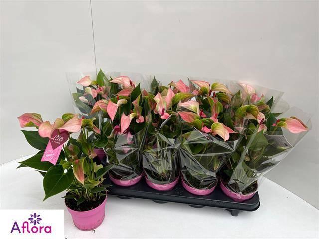 <h4>ANTHU MATATA</h4>